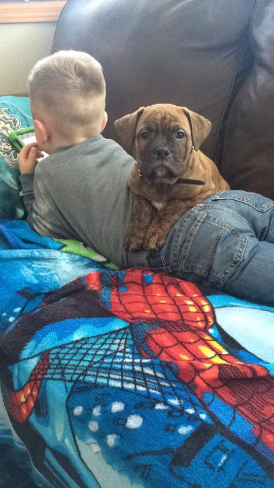 Ayden on the couch with a bulldog puppy
